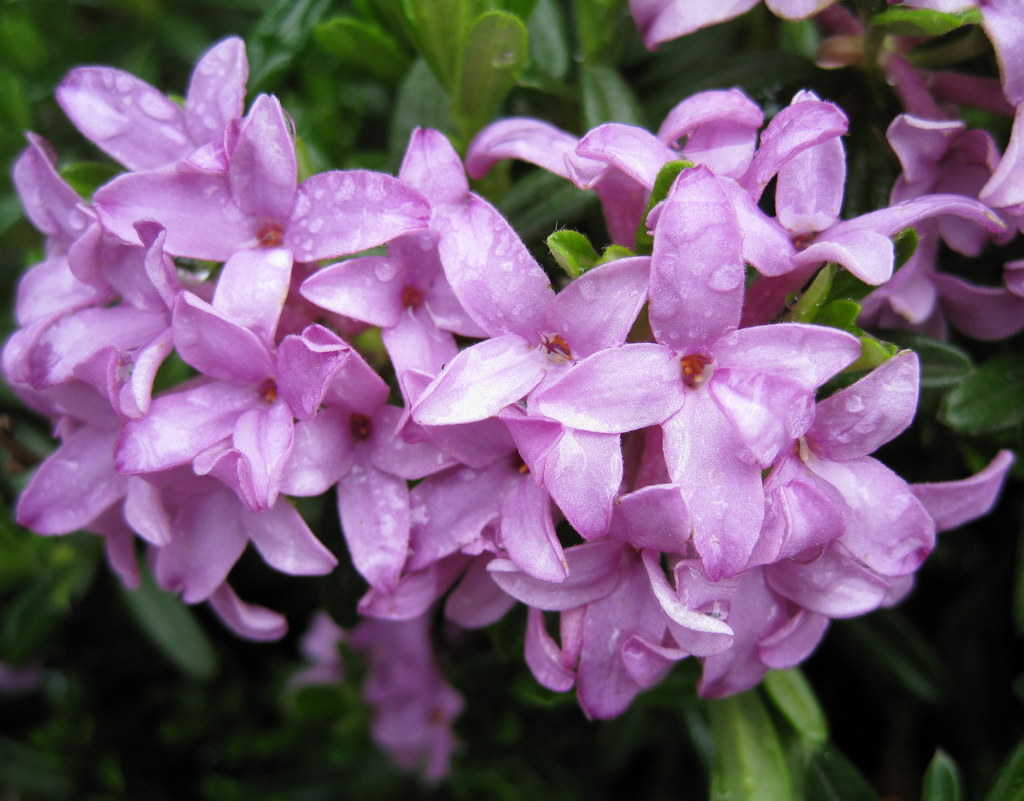 Daphne x susannae 'Tichborne'